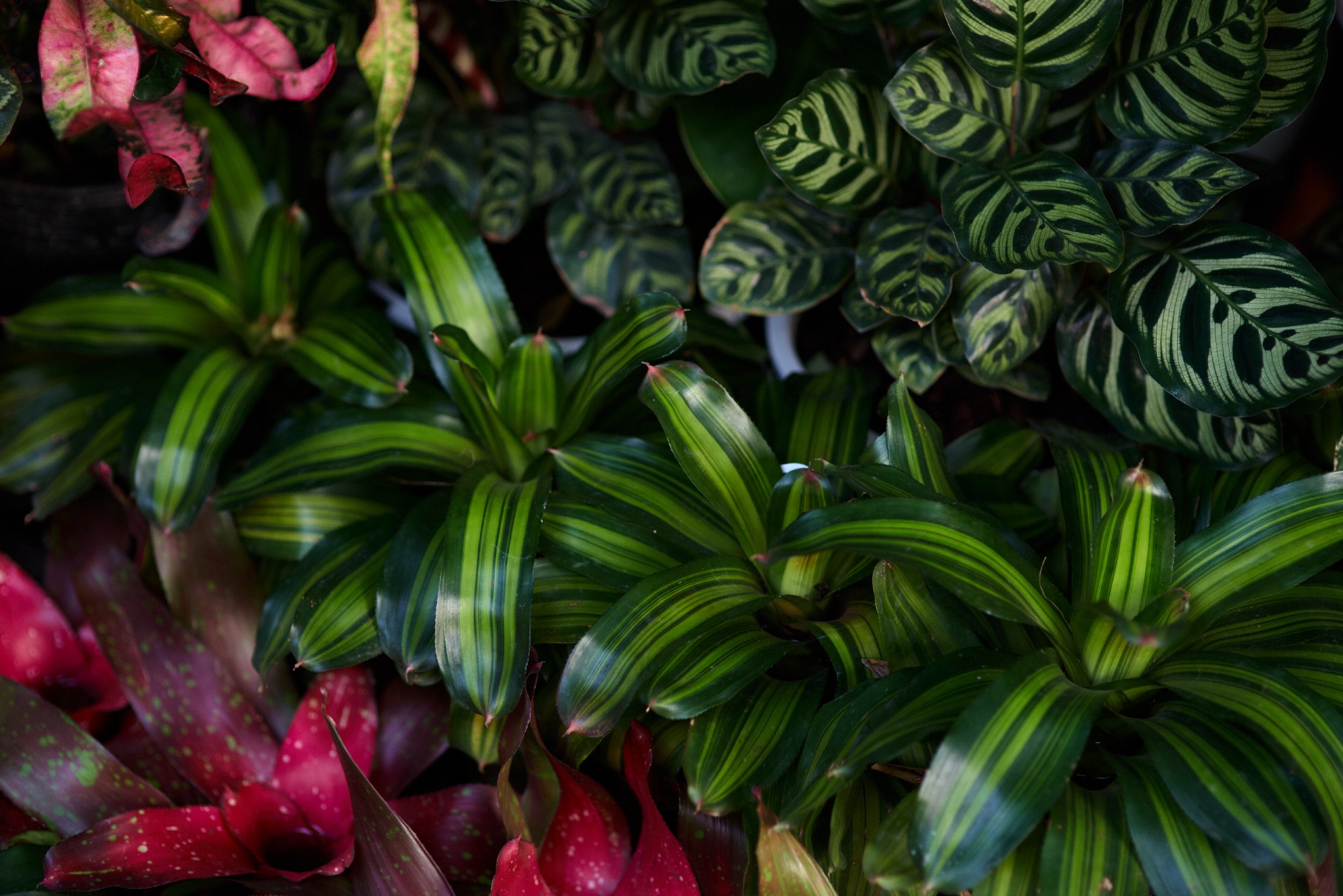 Contactar Agus Jardineria